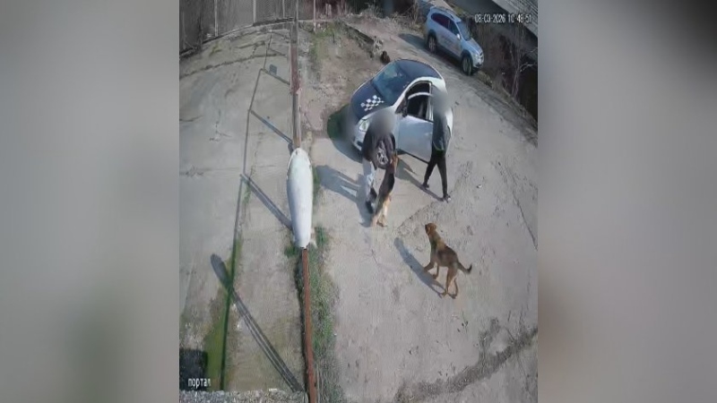 Мъж разби приюта в Благоевград, за да вземе кучето си – обявено за осиновяване