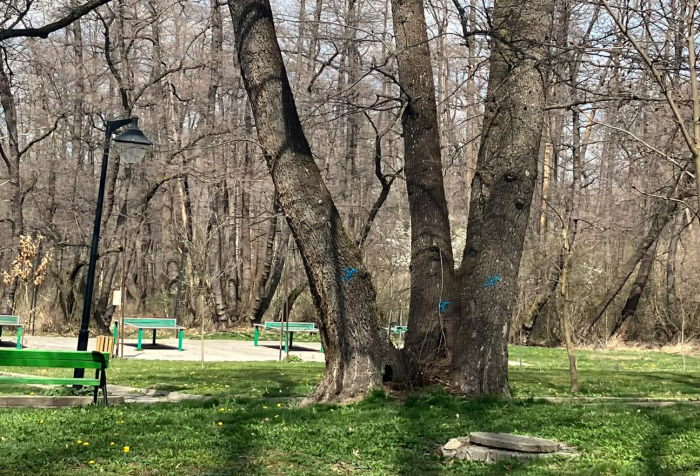 Граждани преброиха двойно повече „осъдени“ дървета в парка на Дупница, предлагат „Музей на резачката“ за кмета