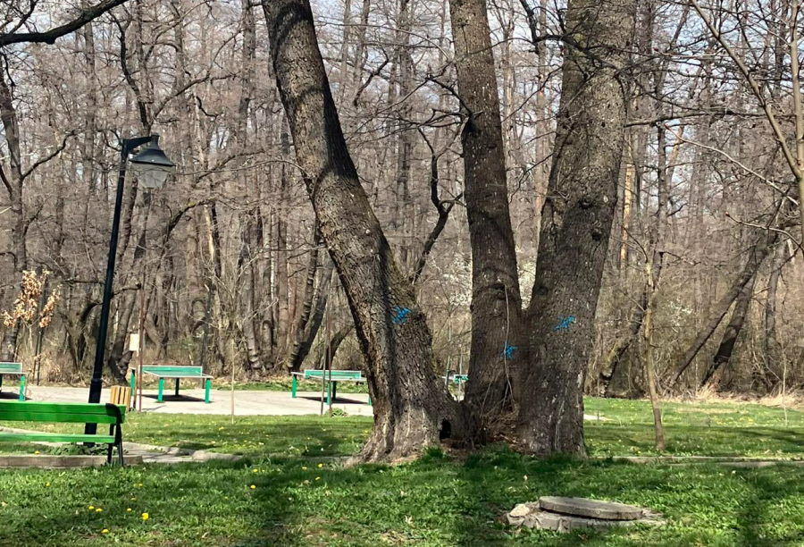 Граждани преброиха двойно повече „осъдени“ дървета в парка на Дупница, предлагат „Музей на резачката“ за кмета