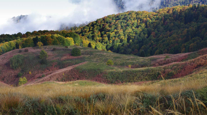 Седмицата на гората  в област Благоевград: ЮЗДП ще залесява опожарени площи в Пирин