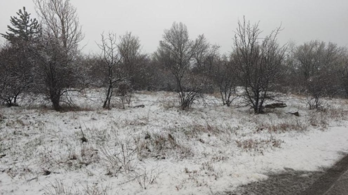 Снягът и студът в Югозапада застрашават цъфналите овошки