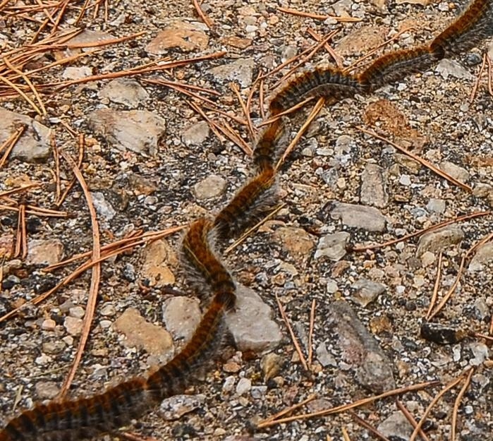 Община Кюстендил с апел за предпазливост в лесопарк „Хисарлъка” : Започва активния период на борова процесионка