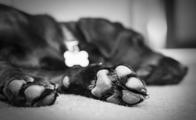 Досъдебни производства за убити кучета в Дупница и Кюстендил