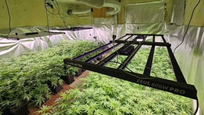 Разбиха тайна оранжерия за канабис в Бобов дол с вентилация, видеонаблюдение и спални помещения