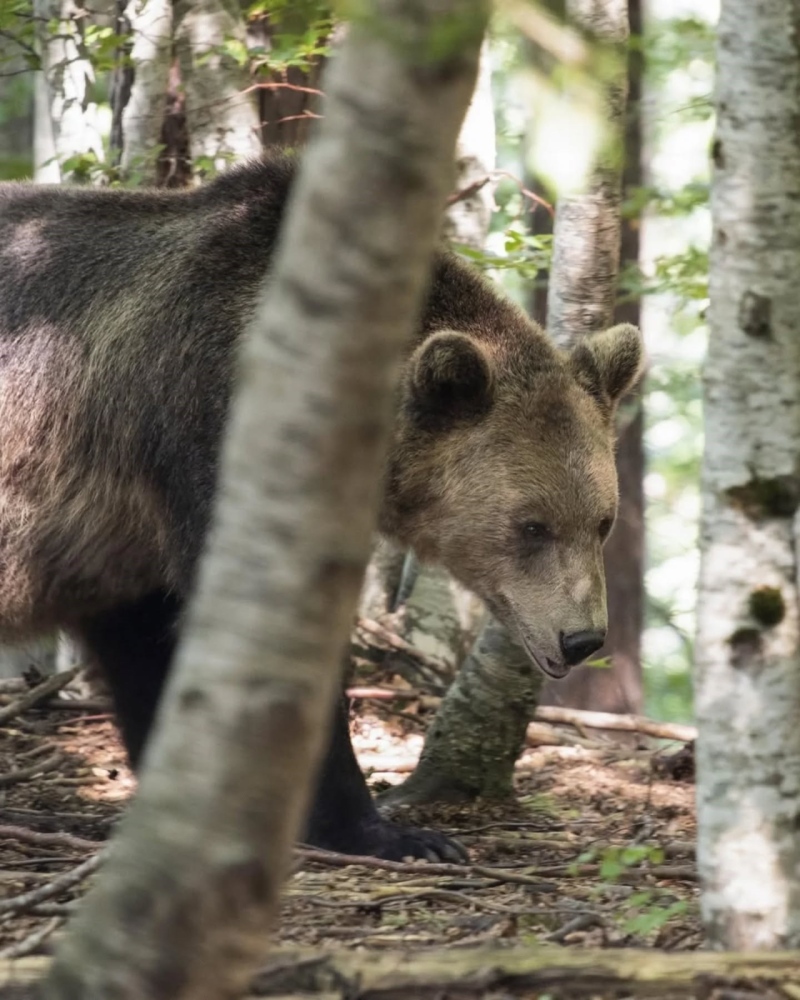 Паркът за мечки в Белица отново посреща гости с нови кътчета и будни обитатели