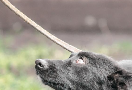  Жестокост! 31-годишен от Гърмен влачи куче, вързано с въже за камиона му