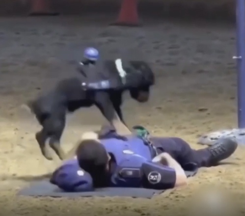 Пoнчо - кучето, което \