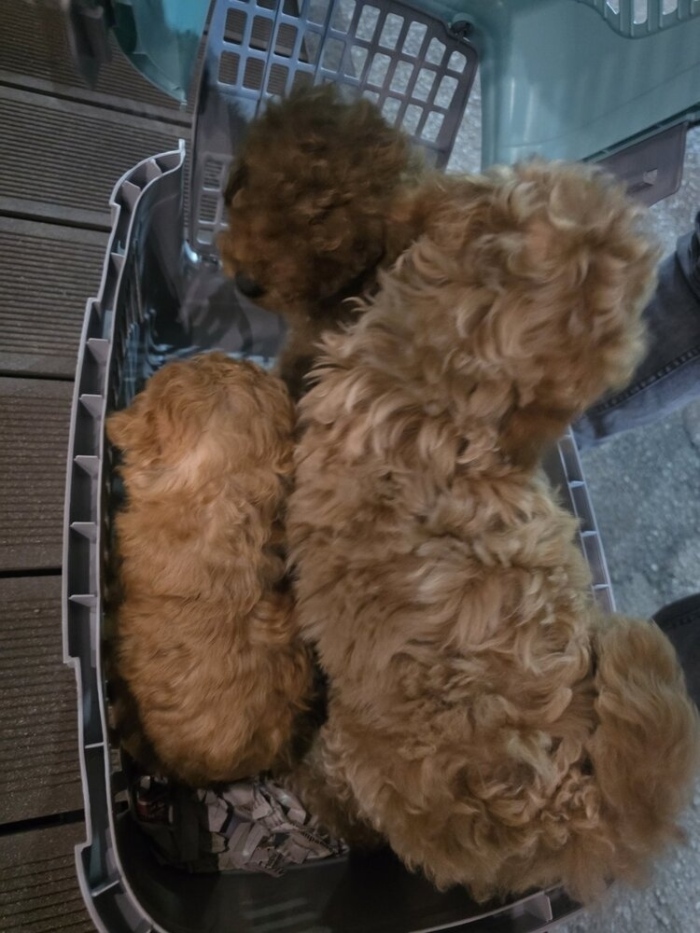 БАБХ спря в Кресна незаконен транспорт на 16 кучета, натъпкани в клетки