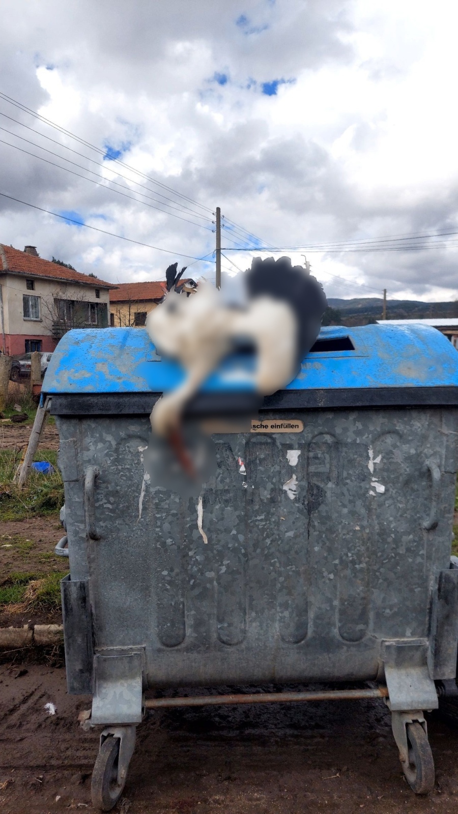 Изхвърлиха мъртъв щъркел на боклука в самоковско село, общината реагира незабавно