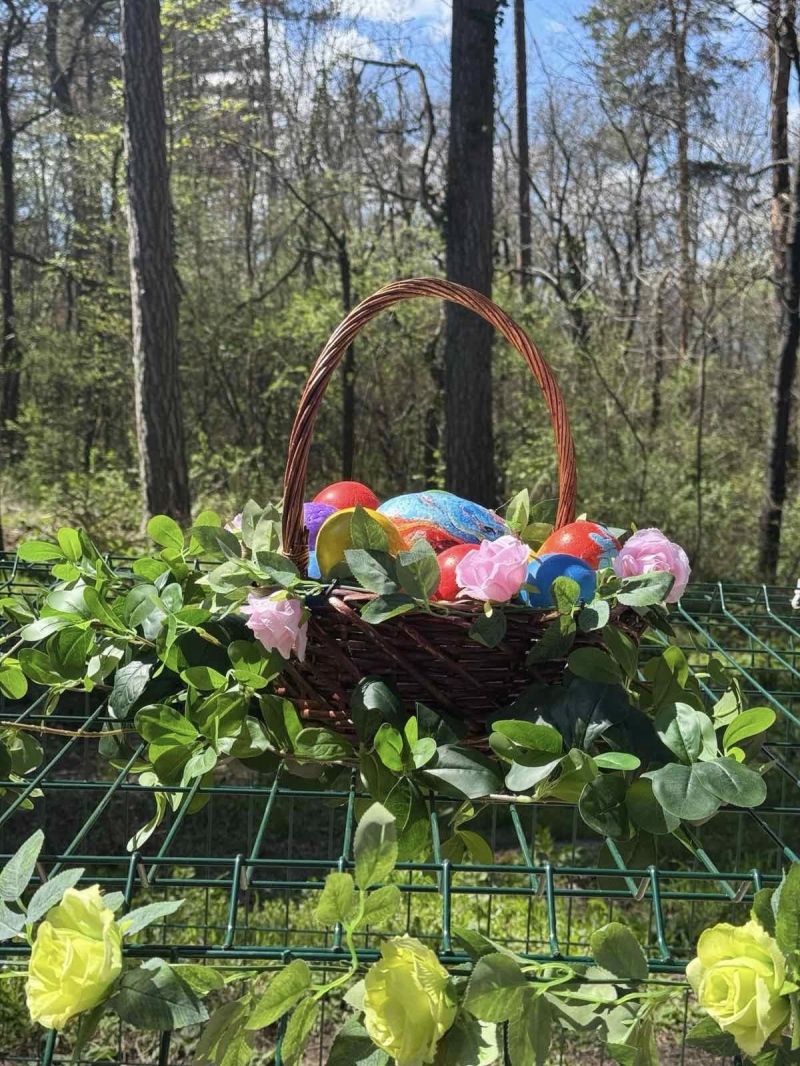 Великденска атракция на Хисарлъка: живи зайчета и екзотични кокошки радват деца и родители