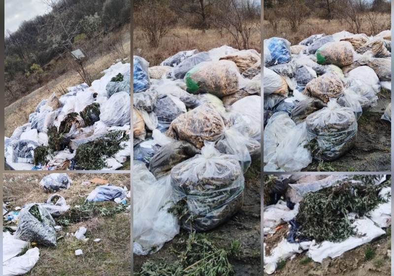 Мащабите изненадват: Над половин тон е откритият канабис в гориста местност край Голема Фуча