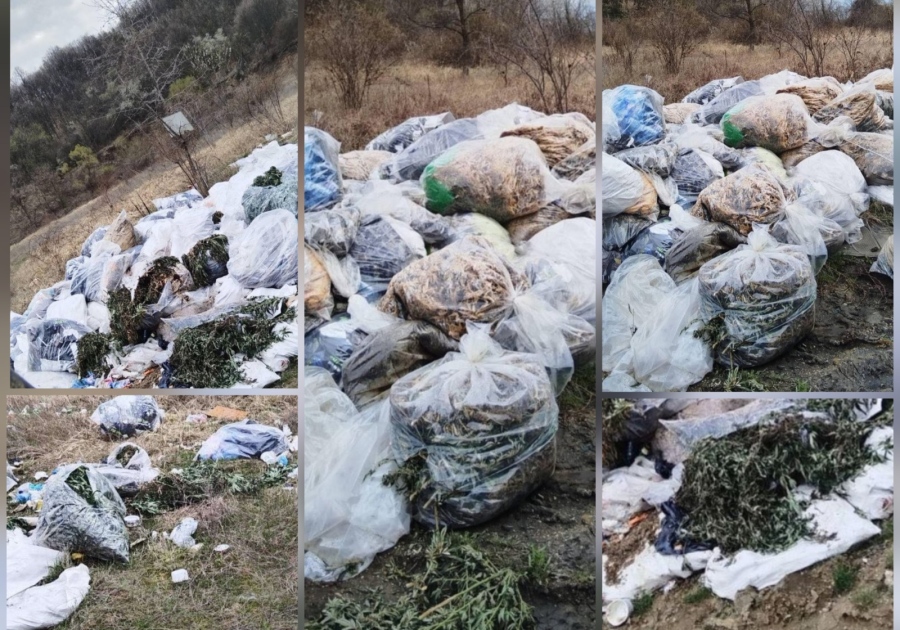 Мащабите изненадват: Над половин тон е откритият канабис в гориста местност край Голема Фуча