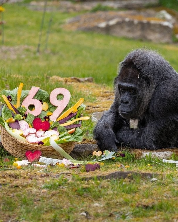 Най-старата горила в света отпразнува 69-и рожден ден 