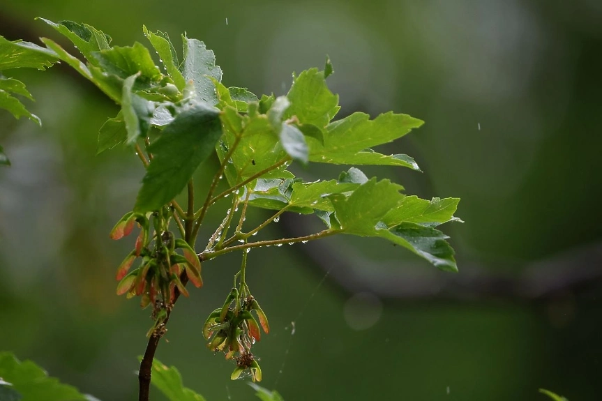 Дъжд, гръмотевици и застудяване: жълт код за София област, Перник, Кюстендил, Благоевград