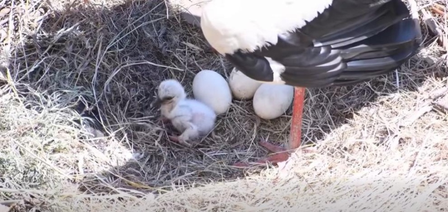 Първи глътки въздух: Кадри улавят появата на бебе щъркел  (ВИДЕО)
