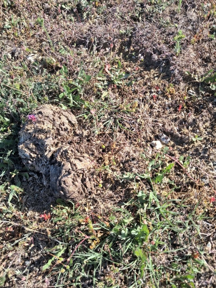 Сигнал в социалните мрежи за нашествие на скакалци в района на Сандански