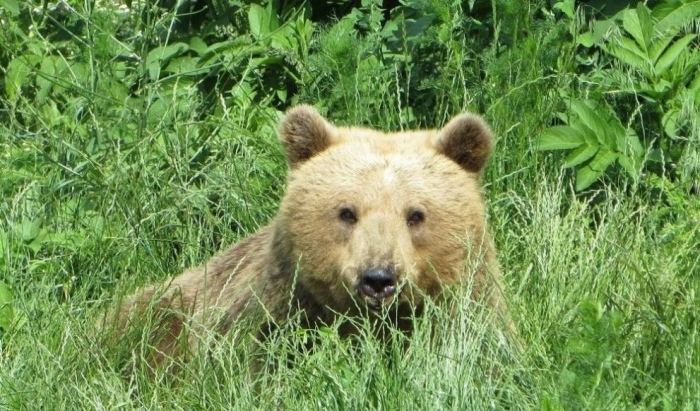 Мечката Йета от парка в Белица се събуди от зимен сън, прекара в дрямка 160 дни