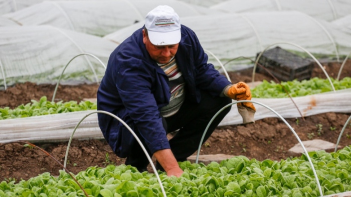 Производителите на тютюн имат още месец да се включат в регистъра