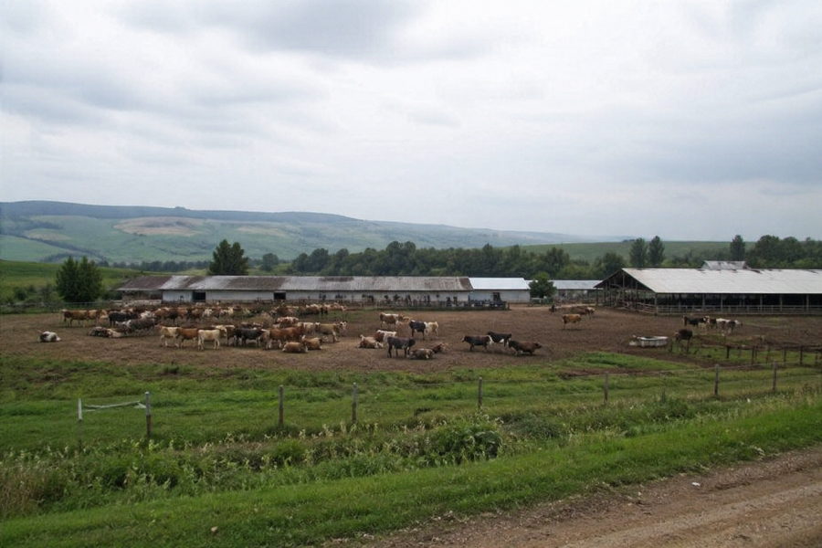 Ново огнище на бруцелоза по говедата в Симитли