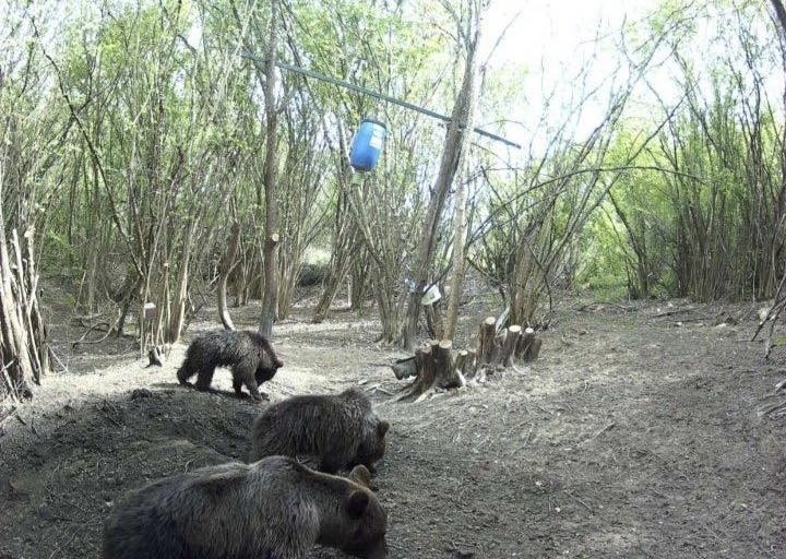 Мечка с малки край Копривлен: обикалят около три параклиса