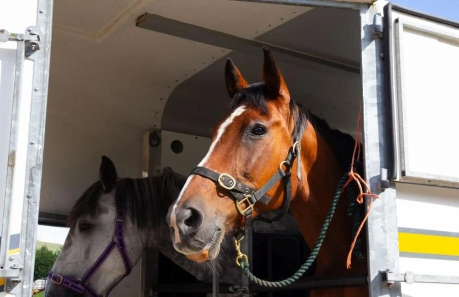 През България за Гърция: откриха нелегални мигранти в ремарке за коне