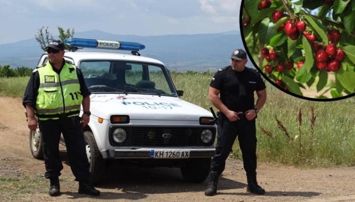 Полиция, барети и граничари бранят черешите в Кюстендилско