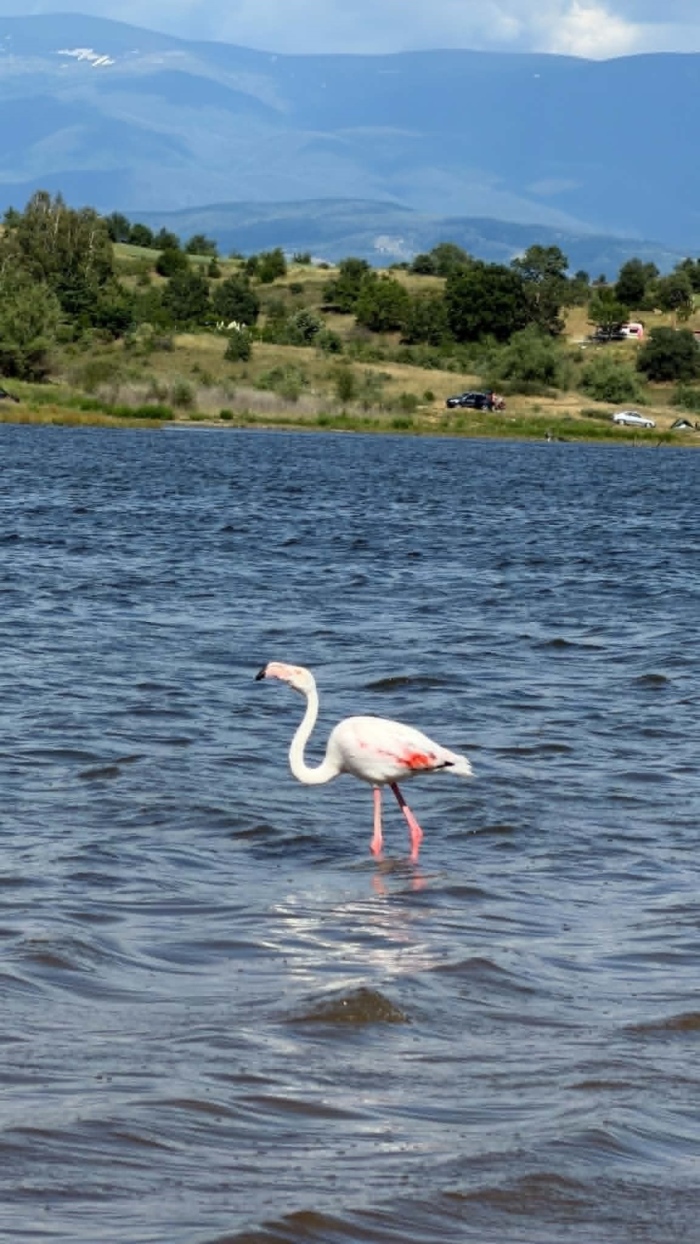 Фламинго в язовир Логодаж?!? Самотна птица сред ято патици предизвика любопитство