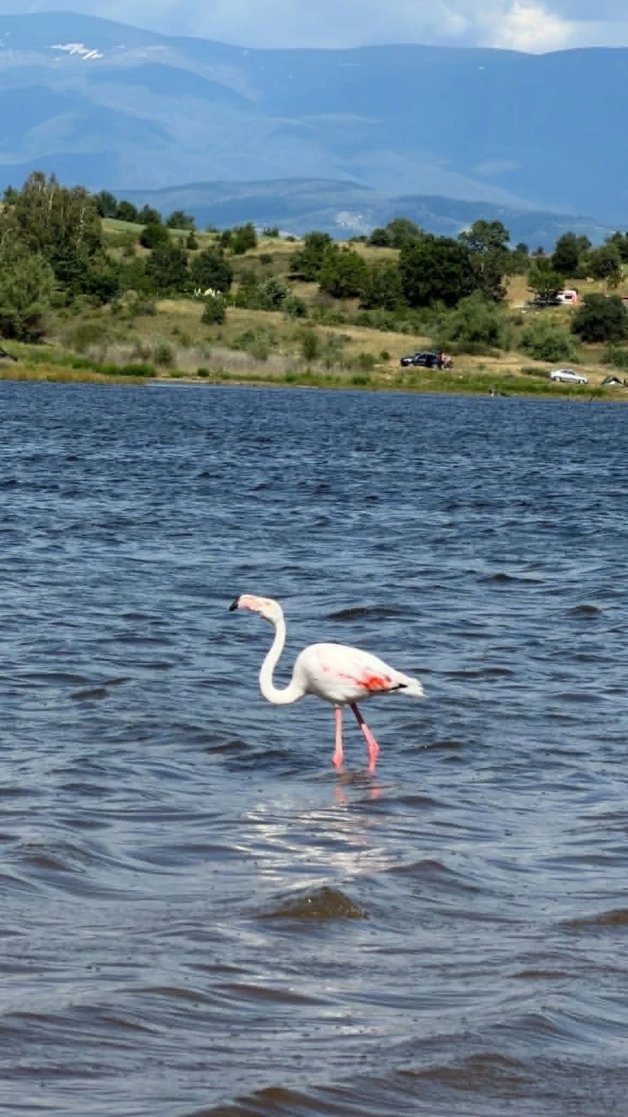 Фламинго в язовир Логодаж?!? Самотна птица сред ято патици предизвика любопитство