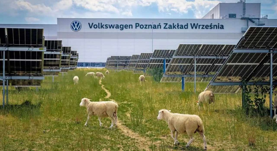 Volkswagen нае 100 овце, за да се раздели с няколко машини