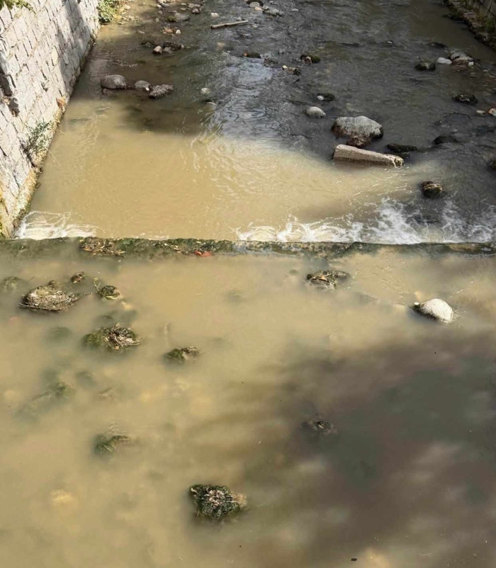 Бяла река почерня от мъртва риба: Стотици балкански пъстърви загинаха край Разлог