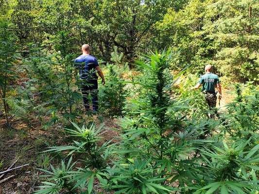 Полицията откри над 4 килограма канабис в нива край Петрич