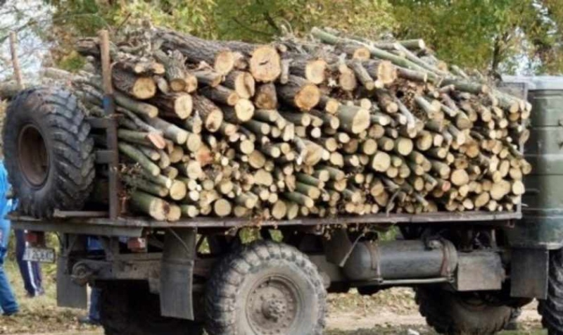 Спряха незаконна дървесина при проверка край Елов дол